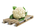Cargo icon Cauliflower.png