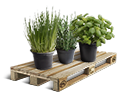 Cargo icon Fresh herbs.png