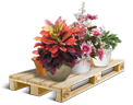 Cargo icon Potted flowers.png