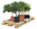 Cargo icon Containerized trees.png