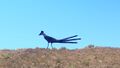 Recycled Road runner sculpture at the Las Cruces Overlook